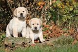 LABRADOR 289